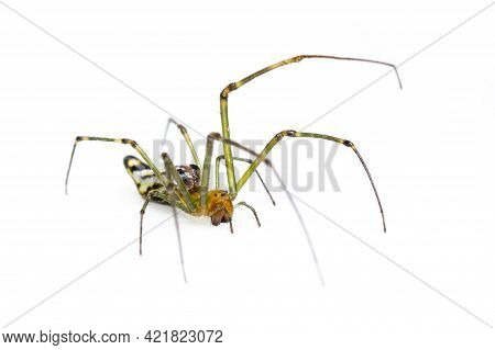 Image Of Decorative Big-jawed Spider(leucauge Decorate) Isolated On White Background. Animal. Insect