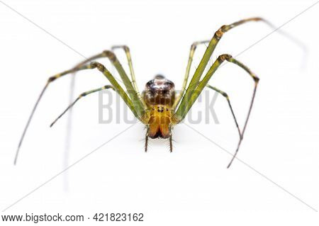Image Of Decorative Big-jawed Spider(leucauge Decorate) Isolated On White Background. Animal. Insect