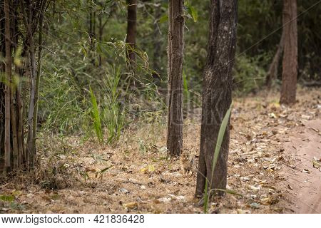 Jungle Cat Or Felis Chaus Or Reed Or Swamp Cat Kitten Taking Hide In Natural Background At Bandhavga