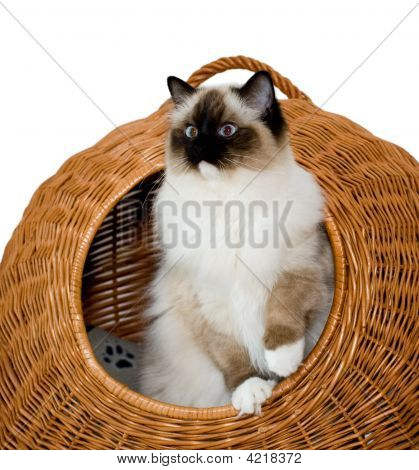 Gatto carino
