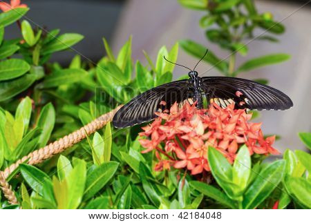 Butterfy Mormon ทั่วไป