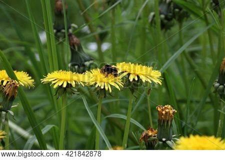 Shaggy Bumblebee Sits On Yellow Dandelion Flowers