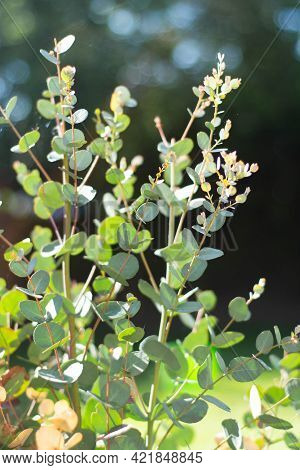 Eucalyptus Leaves. Fresh Branch Of Eucalyptus Plant Outdoor, Sunlight, Selective Focus