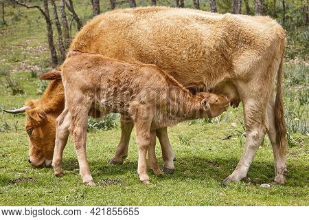 Unweaned Calf Suckling From His Mother. Bovine Cattle. Nursling
