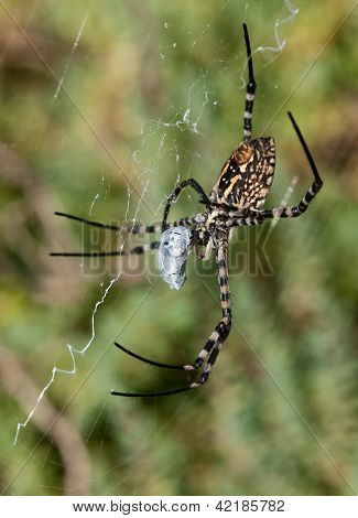Spider