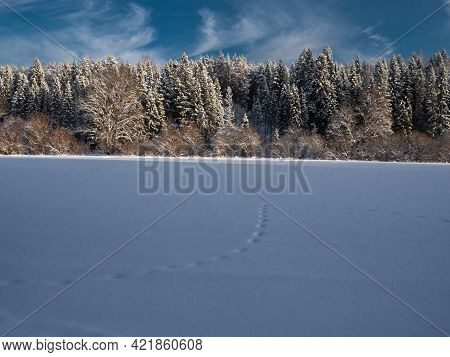 Traces Of Animals In Snow. Wolf, Fox, Dog, Cat Paws Footprints In The Forest.