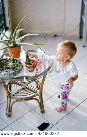 Small Child Stands On The Balcony Near A Table With Flowerpots And Points His Finger At A Cactus