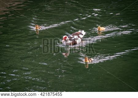 White And Black Duck With Red Head, The Muscovy Duck, Swims In The Pond With Its Cute Little Ducklin