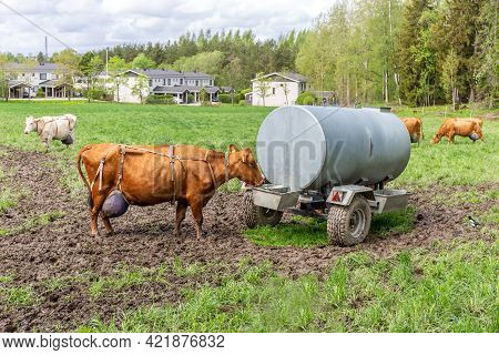 Cows On A Pasture Drink Water From A Drinking Bowl. A Barrel Of Water On Wheels. Drinking Barrel For