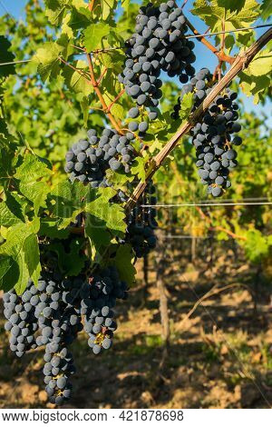 Vineyards In Summer Harvest. Large Bunches Of Red Wine Grapes In Sunny Weather.