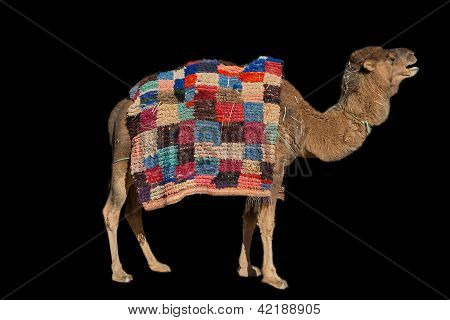 Camel på sort
