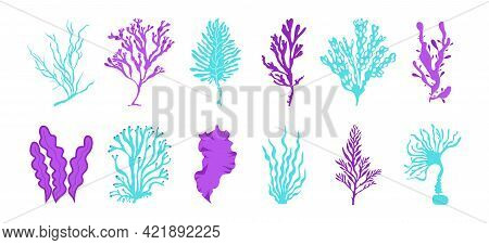 Seaweed. Cartoon Ocean Plants And Fantasy Algae For Posters And Marine Products Illustration. Vector