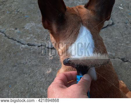 Seasonal Molt In A Dog. Hair Removal From The French Bulldog. Taking Care Of Animals. Close-up