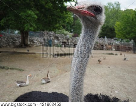 Belgrade, Serbia, April 25 2021 African Ostrich, Masai Ostrich, Stretched Out Its Neck. The Largest 