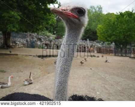 Belgrade, Serbia, April 25, 2021 African Ostrich, Masai Ostrich, Stretched Out Its Neck. The Largest
