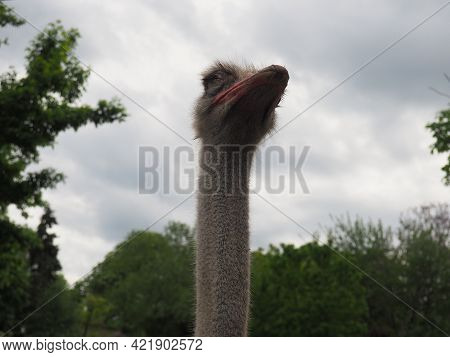 African Ostrich, Masai Ostrich, Stretched Out Its Neck. The Largest Of The Modern Birds. Struthio Ca
