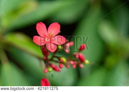 Beautiful Blooming Jatropha Integerrima Jacq Close Up Horizontal Composition