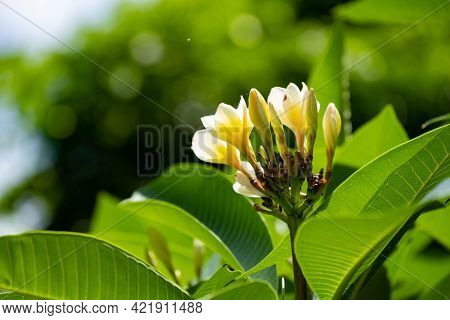 Fresh Plumeria Rubra Cv Acutifolia Tree Horizontal
