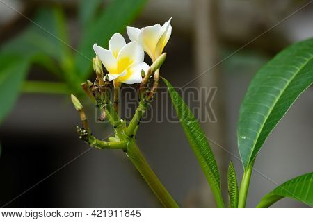 Fresh Plumeria Rubra Cv Acutifolia Tree Horizontal