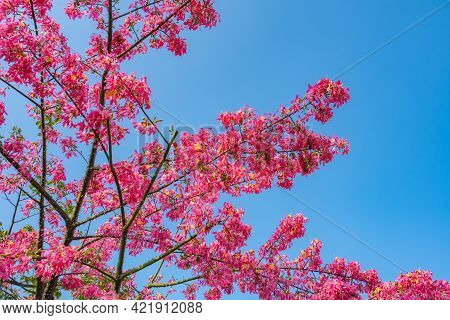 Blooming Chorisia Speciosa St.hil In A Sunny Day