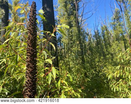 Xanthorrhoea Australis Seeding After A Bushfire In Australia