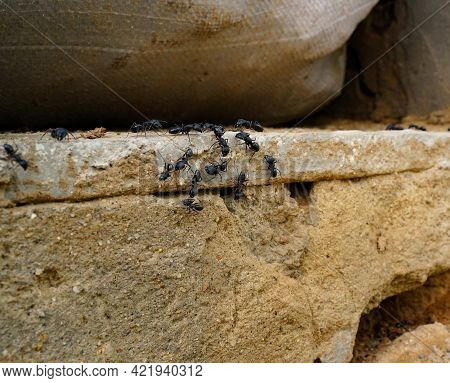 Black Ants In The Garden Of A Private House. Colony Of Ants. A Path Of Black Ants.