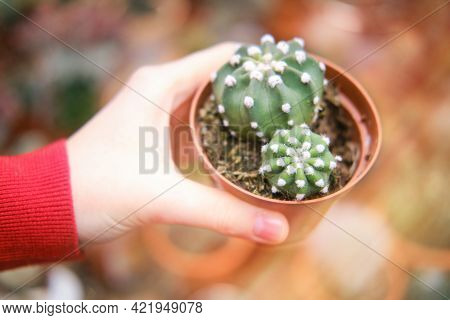 Hand With Succulent Mammillaria One Of The Largest Genera In The Cactus Family