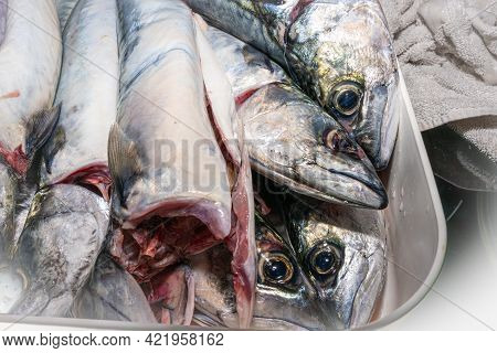 A New Catch Of Mackerel, Scombridae, Ready For Cooking
