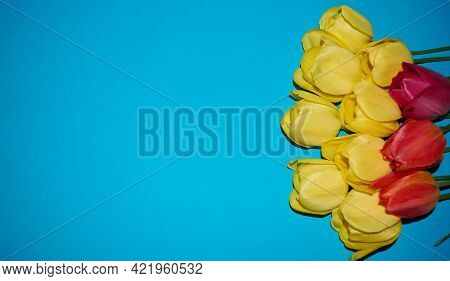 Bouquet Of Flowers. Yellow And Red Tulips Isolated On Blue Background. Copyspace. Floristics