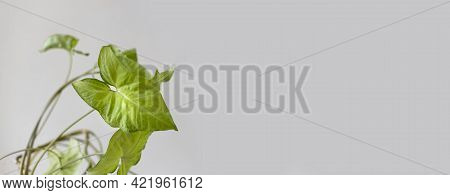 Syngonium Liana Plant Against A Gray Background. Empty White Wall And Copy Space