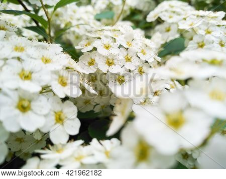 Selective Focus Of Flowering Shrub Spirea Wangutta. Beautiful White Flowers Of Deciduous Ornamental 