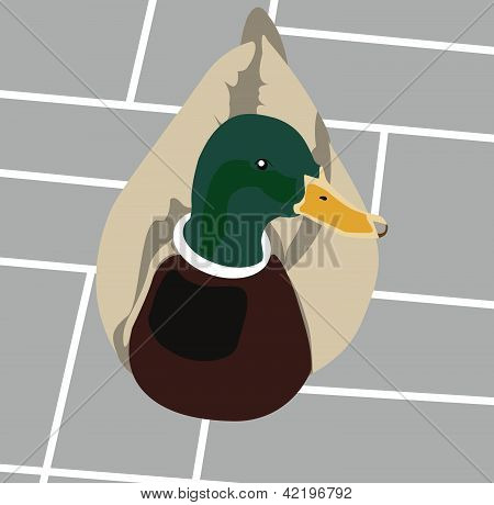 Duck