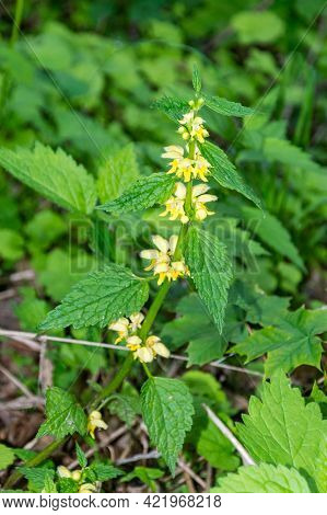 Lamium Galeobdolon, Commonly Known As Yellow Archangel, Artillery Plant, Aluminium Plant, Or Yellow 