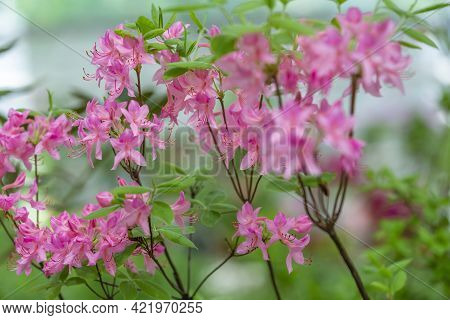 Picturesque Bloom Of Bright Rhododendron In The Botanical Garden