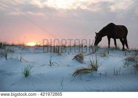 A Wild Horse Making Its Way Along The Sand Dunes, At Sunset, On Assateague Island, In Worcester Coun