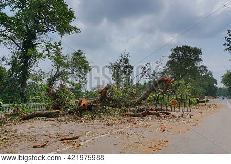 Kolkata, West Bengal, India - 22nd May 2020 : Super Cyclone Amphan Uprooted Tree Which Fell And Bloc