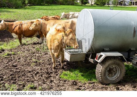 Cows On A Pasture Drink Water From A Drinking Bowl. A Barrel Of Water On Wheels. Drinking Barrel For