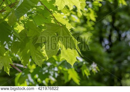 A Branch With Bright Green Leaves Of A Summer Maple