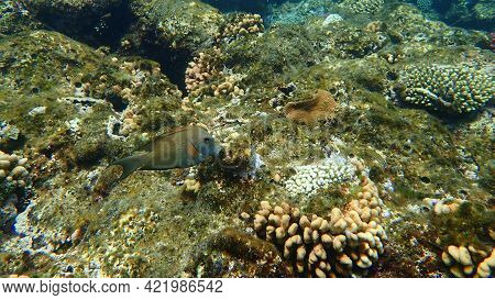 Striated Surgeonfish (ctenochaetus Striatus) Undersea, Red Sea, Egypt, Sharm El Sheikh, Nabq Bay