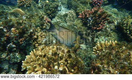 Striated Surgeonfish (ctenochaetus Striatus) Undersea, Red Sea, Egypt, Sharm El Sheikh, Nabq Bay