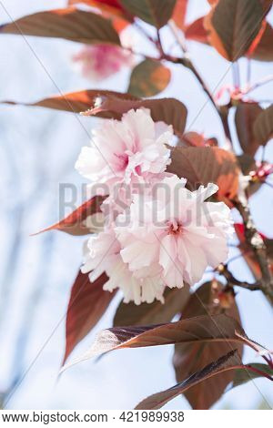 Pink Cherry Blossoms On A Branch With A Blurred Background.