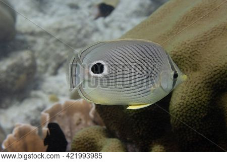 Foureye Butterflyfish On Coral Reef Off The Tropical Island Of Bonaire In The Caribbean Netherlands.