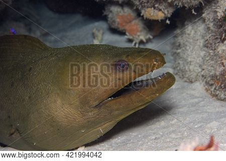 Green Moray Eel On Coral Reef  Off The Tropical Island Of Bonaire In The Caribbean Netherlands.
