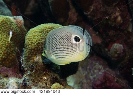 Foureye Butterflyfish On Coral Reef Off The Tropical Island Of Bonaire In The Caribbean Netherlands.