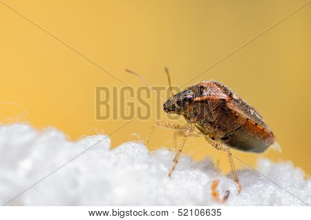 stink bugs