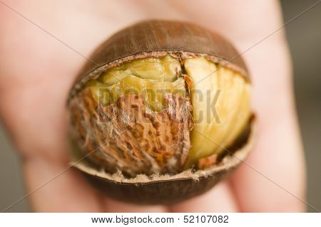Roasted Chestnut Close