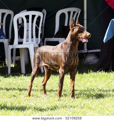 Doberman Pinscher (brown)