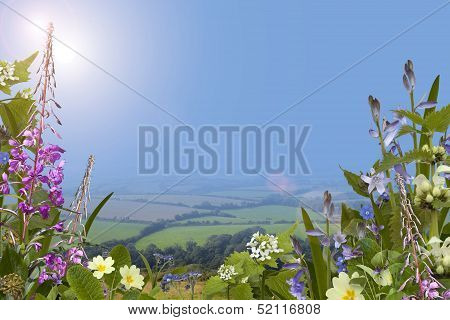 Summer background with wild flowers