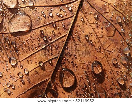 Maple leaf background