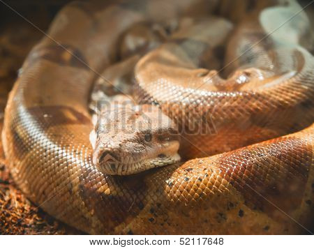 Snake, Moustached Boa